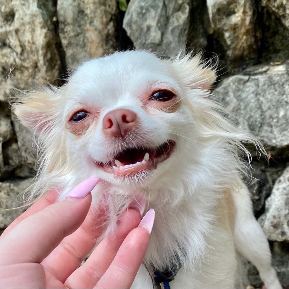 Meet your Posher, Bailey